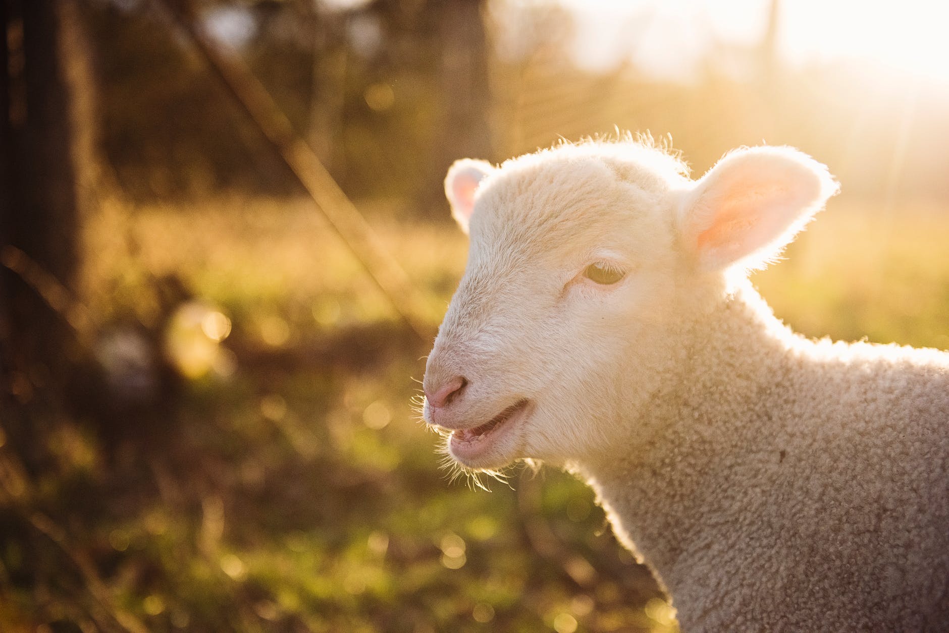 gray sheep
