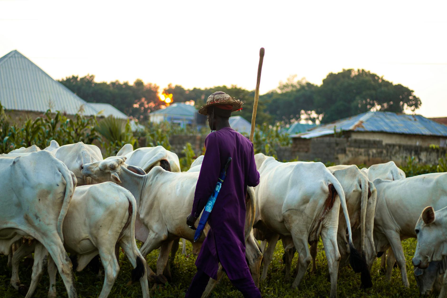 traditional african herder with cattle at sunrise